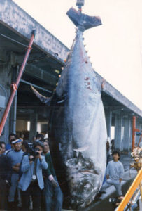 ブルーギルの世界記録 日本記録のサイズは 大きいと30 超えるサイズが釣れる アウトビ