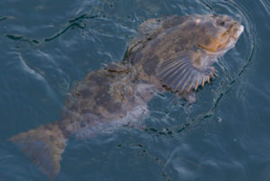 穴釣りで高級根魚を狙おう 餌やワームの使い方から根掛かり対策まで詳しく解説 アウトビ