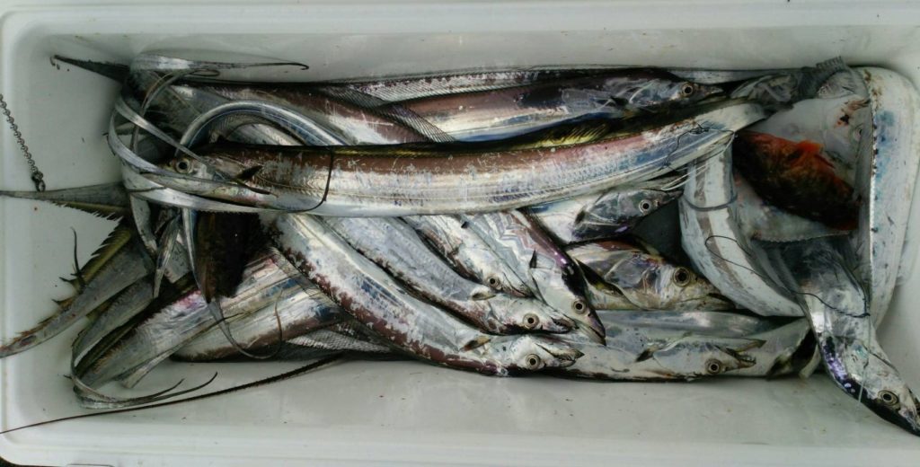 大型太刀魚を堤防から狙えるシーズンはいつ おすすめの釣り方や仕掛けも詳しく紹介 アウトビ