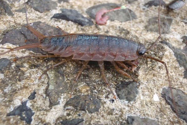 餌代不要 海で現地調達できるおすすめの釣り餌７選 採取の方法や使い方を紹介 アウトビ