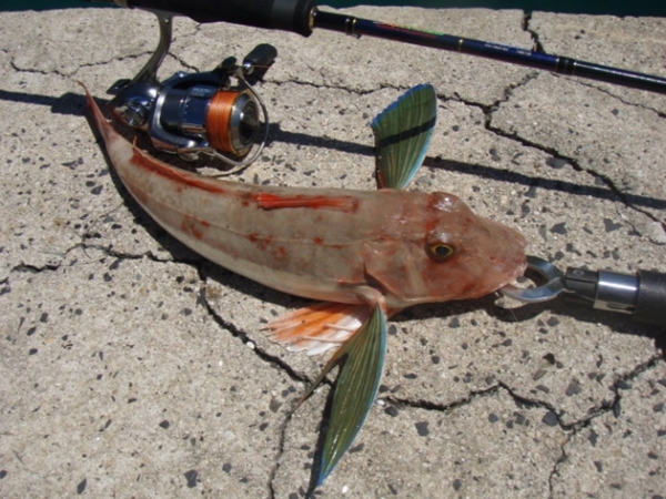 ちょい投げ釣りの始め方を初心者にも優しく説明 漁港や堤防で美味しい魚を釣ろう アウトビ