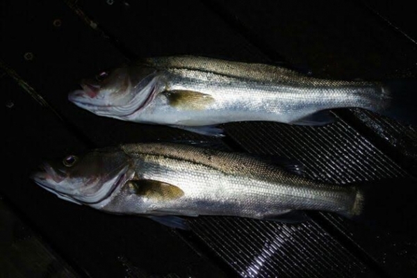 夜釣り入門 昼の釣りとの違いとは 危険な目に合わない為の注意点やマナーも紹介 アウトビ