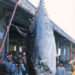 世界最大の巨大マグロは680kg！？日本の歴代記録の大きさや値段も調査してみた！